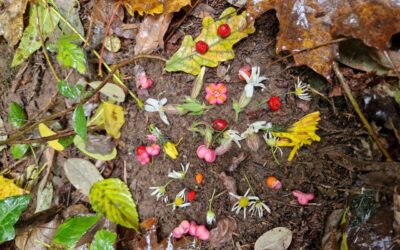 Les gratitudes d’abord