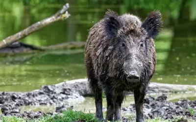 Stage « ANIMAL MIROIR DE NOS DONS »